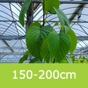 Pocket Handkerchief Tree Davidia Involucrata 12L